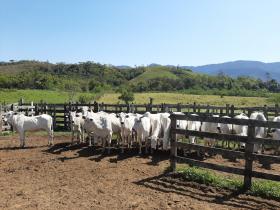 Rural land fit for animal breeding and resort