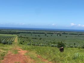 Flat land for sale next to Vipingo Ridge