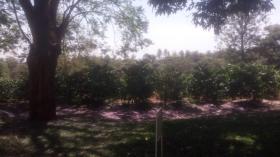 Large commercial coffee farm for sale near Kiambu town