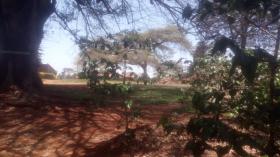 Large commercial coffee farm for sale near Kiambu town