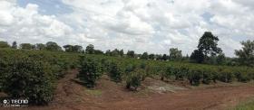 475 acre coffee farm for sale in Thika, Muranga County