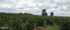 475 acre coffee farm for sale in Thika, Muranga County