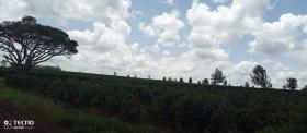 475 acre coffee farm for sale in Thika, Muranga County