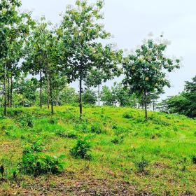 For sale country lots with property titles
