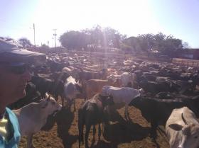 Farm for sale with 2.000 cattle