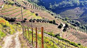 Unique Farm for sale in Alto Douro Vinhateiro, Parada do Bispo