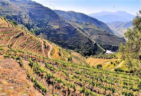 Unique Farm for sale in Alto Douro Vinhateiro, Parada do Bispo