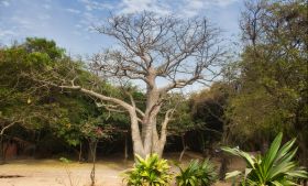 Small hotel for sale or rent in Senegal Beach