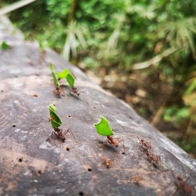 Exquisite land for sale in Iquitos forest near airport