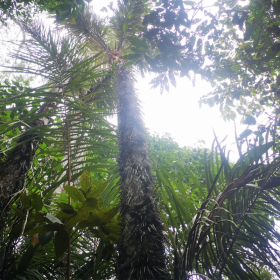 Exquisite land for sale in Iquitos forest near airport