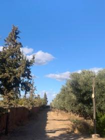 Sale titled farm of 2 ha