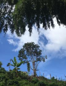 Land in the coffee region for a tourism project