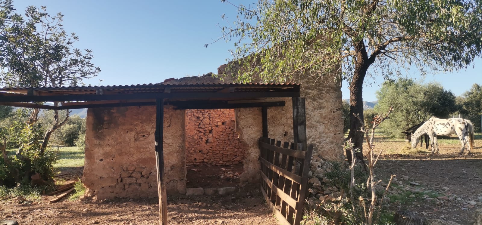 Truffle oak land - in production