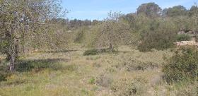 Olive trees in the property Paradisiacal rustic estate in Ibiza