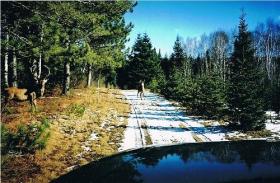 Domain 5 woodlots in Quebec equipped for livestock and deer hunting