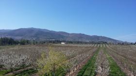 Plantation of 25 hectares of land with orchards - an operating business