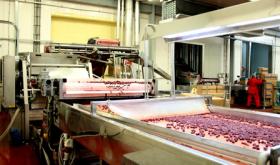 Sale Factory for the production of frozen berries, fruits and vegetables