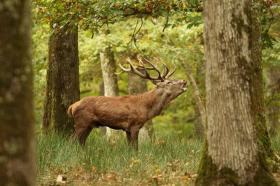 Sell 72 hectares of closed forests with 2 houses, 1 tack room, 2 hangars and 8 horse boxes
